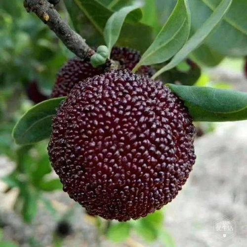 国产福利视频菠萝蜜社区,国产福利视频的盛宴与探索