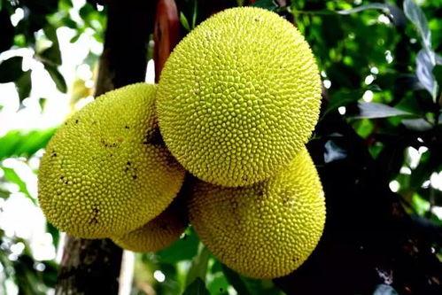 国产福利视频菠萝蜜社区,国产福利视频的盛宴与探索