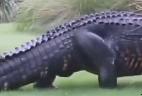 国产巨型鳄鱼视频,揭秘神秘生物的生态奥秘