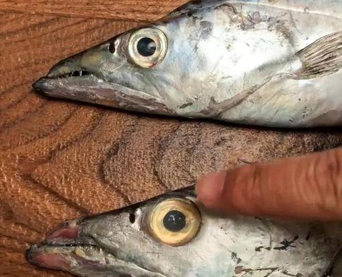 国产进口鱼视频,视频中的海洋风味对决