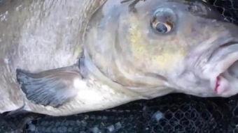 国产进口鱼视频,视频中的海洋风味对决