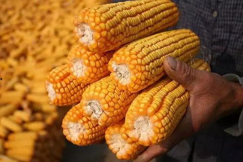 国产玉米收购视频播放,视频揭秘丰收喜悦与市场动态