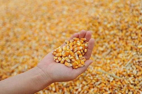 国产玉米收购视频播放,视频揭秘丰收喜悦与市场动态