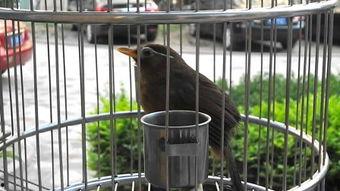 国产画眉鸟视频,灵动翱翔，自然之美