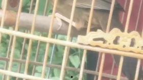 国产画眉鸟视频,灵动翱翔，自然之美