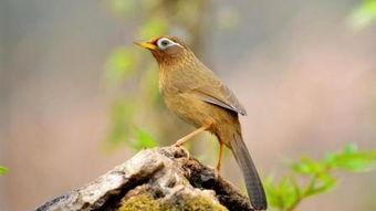 国产画眉鸟视频,灵动翱翔，自然之美