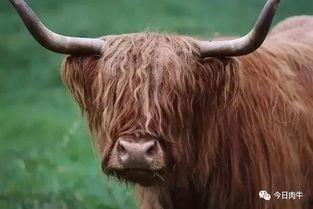 国产人工杂交牦牛视频,创新育种技术助力畜牧业发展