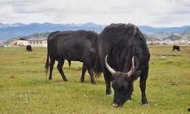 国产人工杂交牦牛视频,创新育种技术助力畜牧业发展