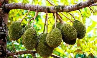 国产榴莲 采摘视频大全,尽收眼底的视频大全