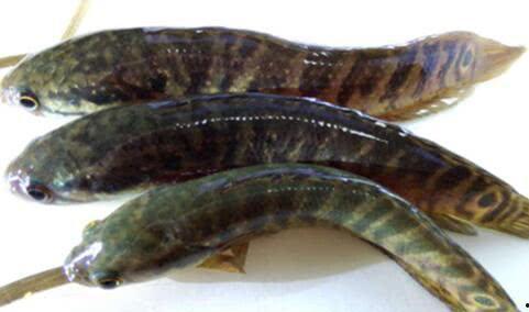 黑鱼国产鱼有多凶猛视频,揭秘水中霸主的真实面目